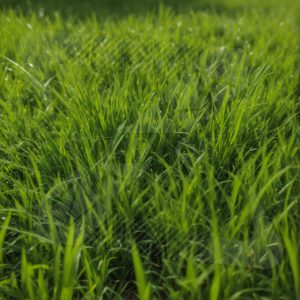 Green Grass 1 PHO